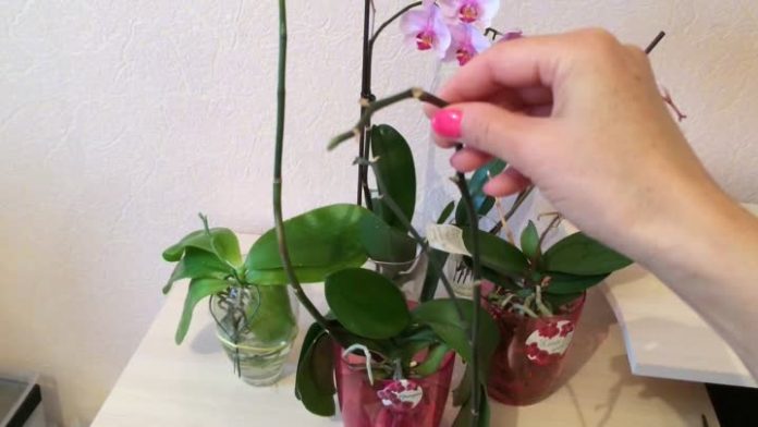 Чи можна врятувати орхідею, у якої засохло коріння: порада квітникарів зі стажем