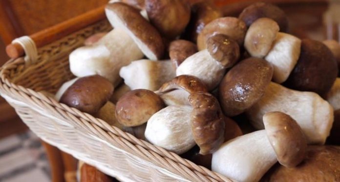 Як правильно заморожувати білі гриби на зиму: 3 способи