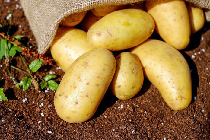 Не копайте картоплю у серпні, щоб врожай не погнив