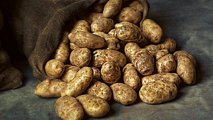 3 способи дізнатися, чи готова ваша картопля до збирання на зберігання