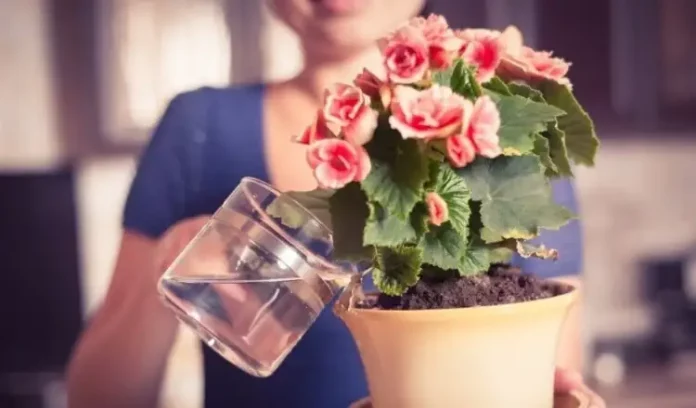 Якою водою потрібно поливати кімнатні рослини, щоб вони «пишно» квітли та не хворіли