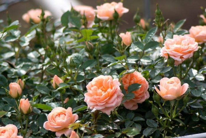 Як доглядати за трояндами в серпні: правила та поради від досвідчених садівників