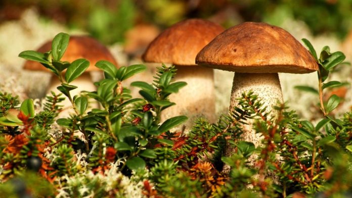 Як замаринувати лісові гриби на зиму