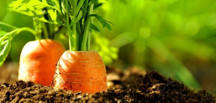 Як зберегти моркву на зиму, не викопуючи