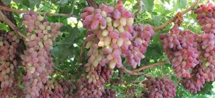 Не лише вино: які існують способи заготівлі винограду на зиму