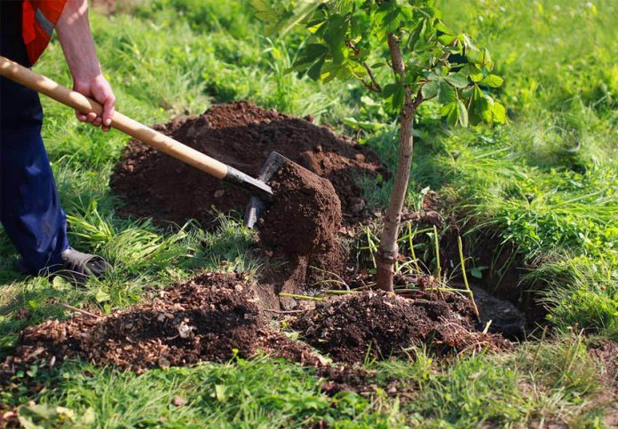 Які плодові дерева та чагарники садити восени: поради від садоводів