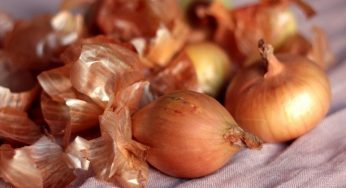 Для чого збирати цибулиння: корисні поради