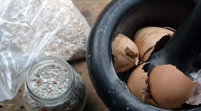 Корисні властивості та застосування добрива з яєчної шкаралупи