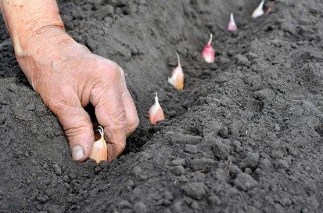 Чим підживити ґрунт перед посадкою озимого часнику