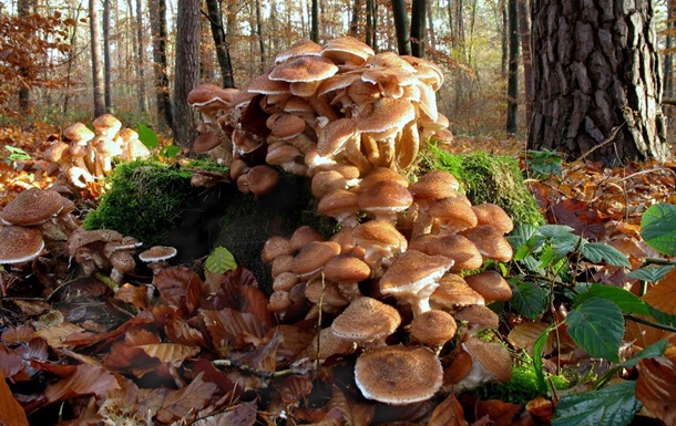 Як виростити опеньки на своїй ділянці, щоб не довелося ходити до лісу за грибами