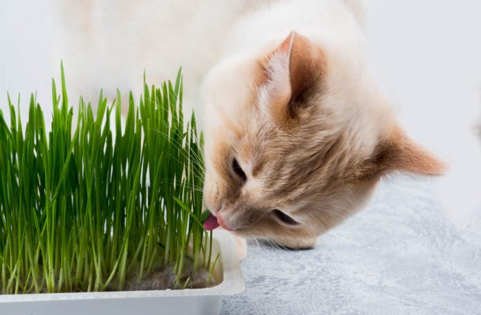 Як вирощувати траву для котів