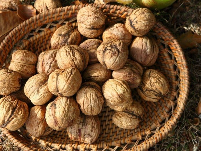 5 ідей, що робити зі шкаралупою від горіхів
