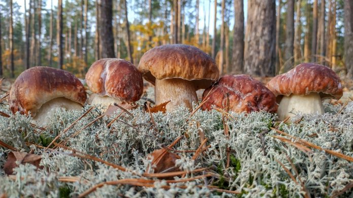 Як надати печерицям та гливам смак справжніх лісових грибів