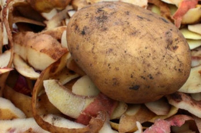 Чому від картопляних лушпайок смородина не стане великою, як вишня, і солодкою, як цукор