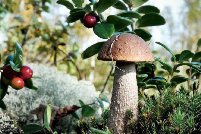 Як очистити лісові гриби від живності не викидайте зібраний урожай