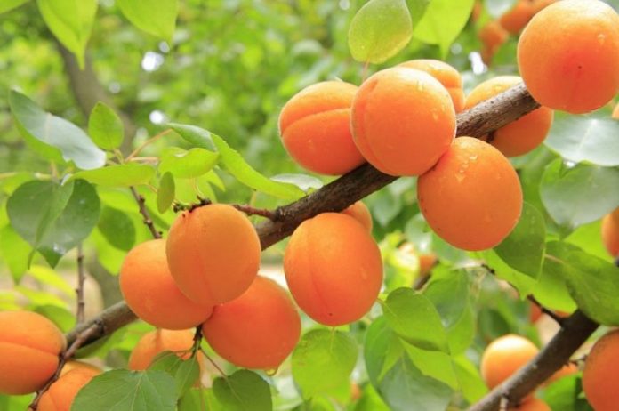 Як підготувати абрикос до зими шпаргалка садівника-початківця