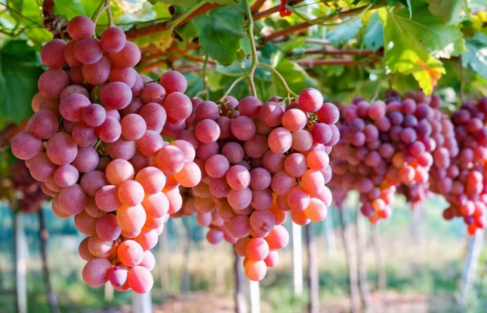 Чим підгодувати виноград восени, щоб допомогти рослині добре перезимувати та збільшити урожай
