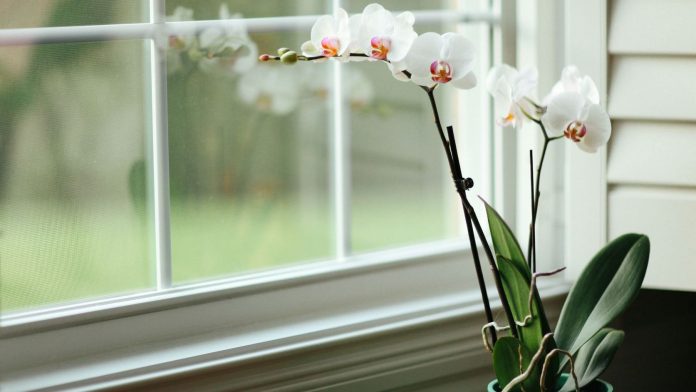 Що робити, якщо орхідея засихає: швидка допомога квітці