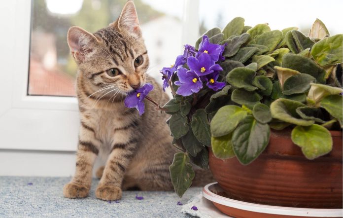 Як захистити горщики з квітами від котів