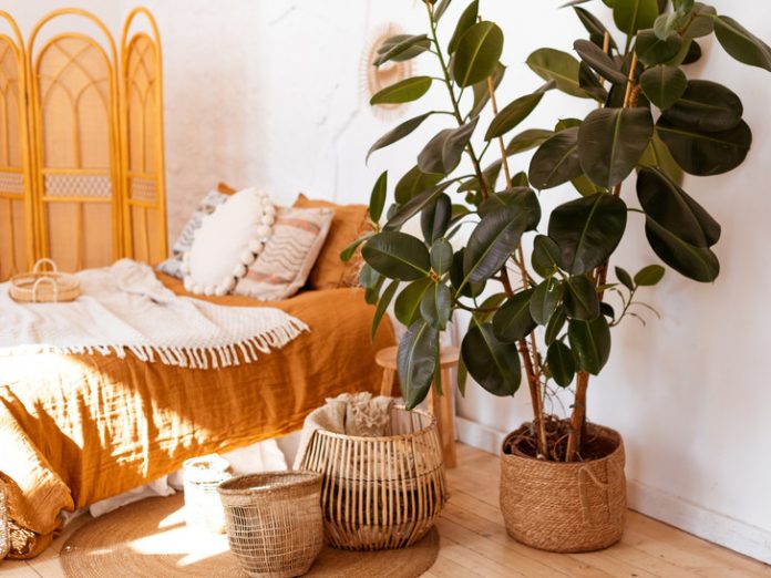 3 кімнатні рослини, які очищують житло від пилу та канцерогенів