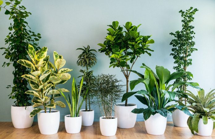 Які кімнатні рослини корисні для повітря