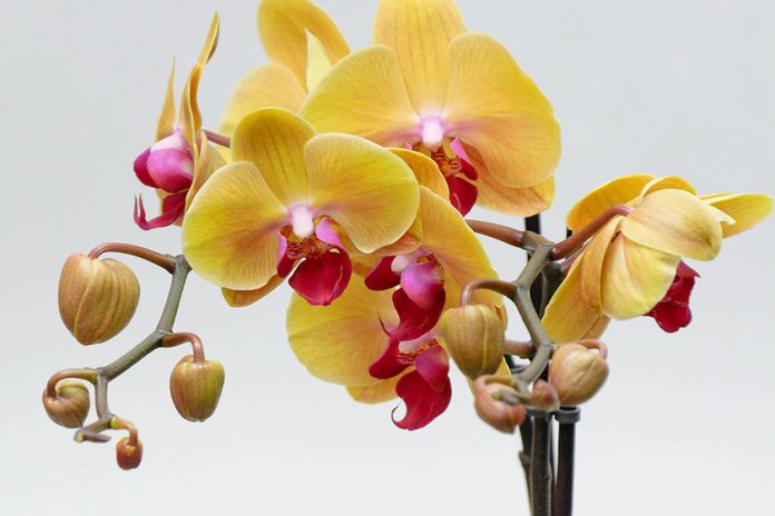 Як зрозуміти, що орхідею пора пересаджувати: єдина вірна ознака