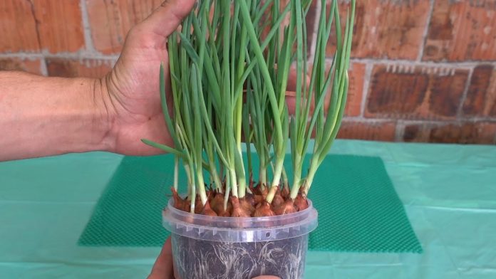 Як вирощувати цибулю на пишну та соковиту зелень без гіркоти
