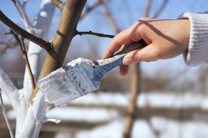 Чому важливо білити дерева мінімум тричі на рік