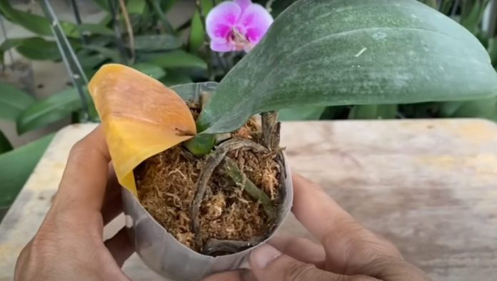 Відновлення орхідеї