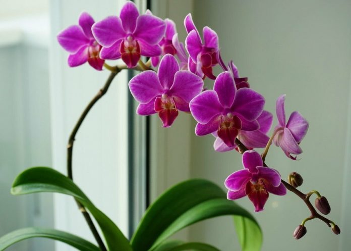 Як розбудити сплячі бруньки в орхідеї і насолоджуватися прекрасними квітами