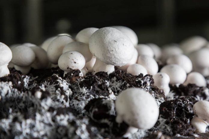 Як виростити гриби вдома: свіжі печериці на столі цілий рік