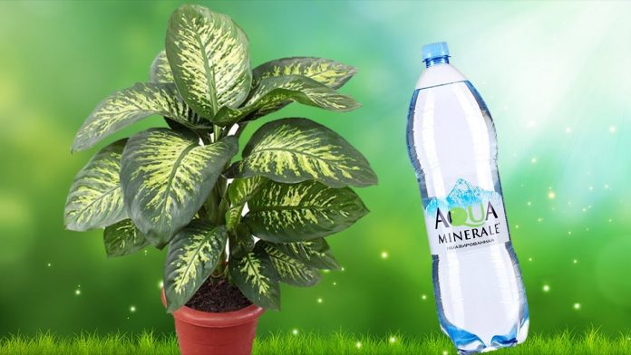 Які рослини корисно поливати мінеральною водою