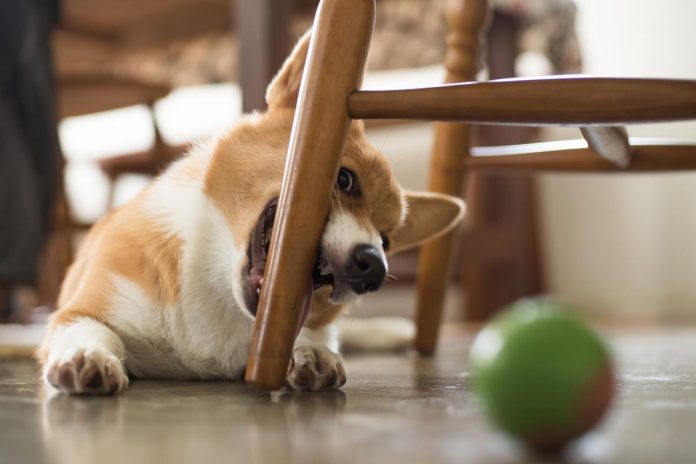Як відучити собаку гризти меблі: поради, що працюють