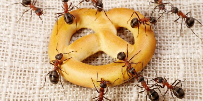 Як позбутися мурах у помешканні за допомогою народних засобів