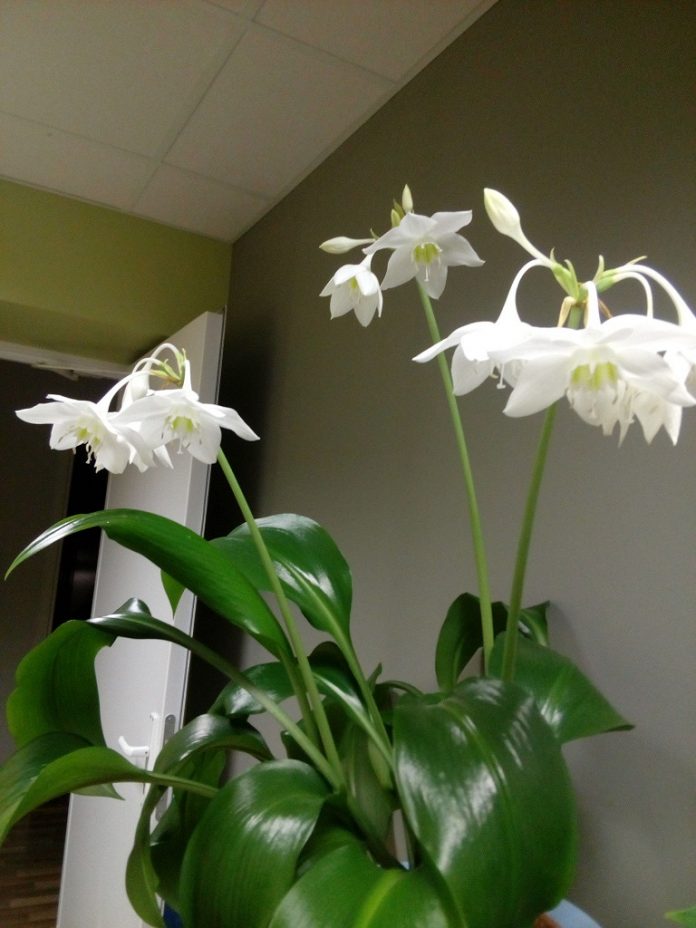 Які кімнатні рослини можуть похвалитися приємним запахом