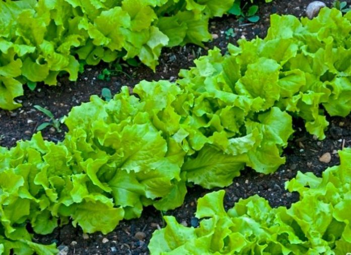 Як посіяти салат навесні, щоб був пишний та соковитий