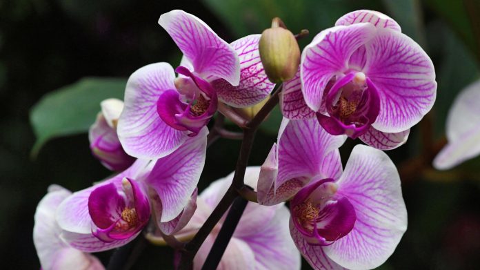 Як правильно доглядати за орхідеями вдома