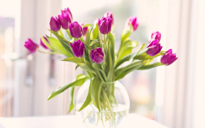 Як зберегти тюльпани у вазі свіжими надовго
