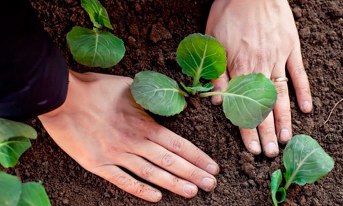 Як посадити капусту у відкритий ґрунт