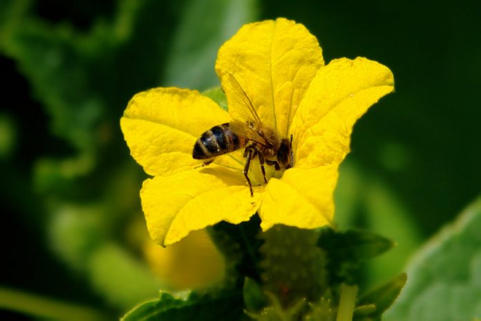 Як заманити бджіл на ділянку: поради для гарного врожаю
