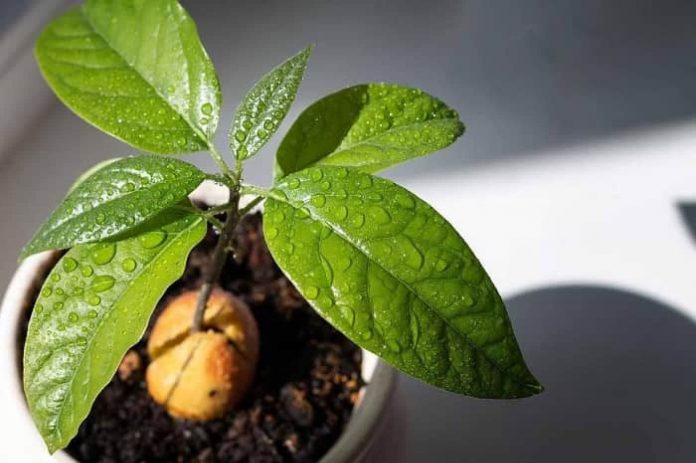 Як виростити авокадо з кісточки у домашніх умовах