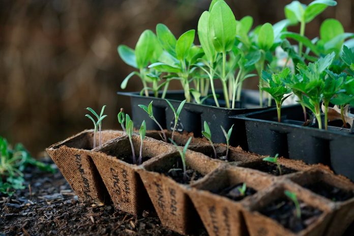 3 незвичайні ємності для вирощування розсади: економно та екологічно