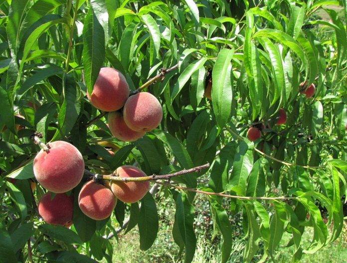 Як доглядати за персиком навесні, щоб отримати гарний урожай