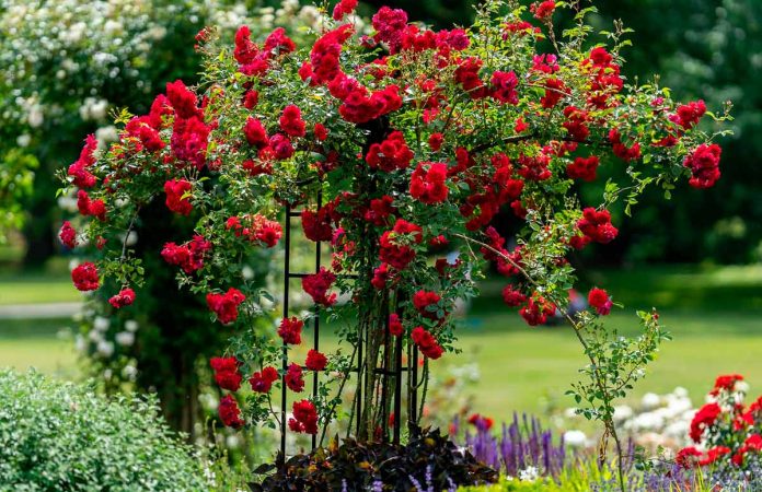 Що посадити поруч із трояндами: варіанти для безпечного «сусідства»