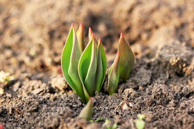 Догляд за тюльпанами після зими: що зробити, щоб вони цвіли пишніше та довше