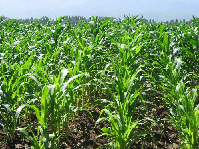 Коли і як садити кукурудзу у відкритий ґрунт
