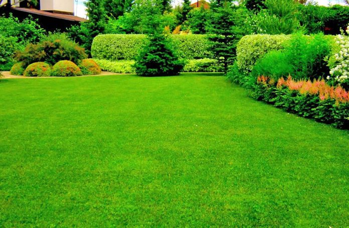 Гарний та густий газон на подвір’ї: як сіяти та доглядати
