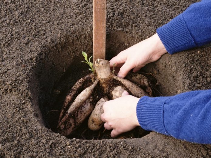 Коли і як висаджувати жоржини у відкритий ґрунт навесні