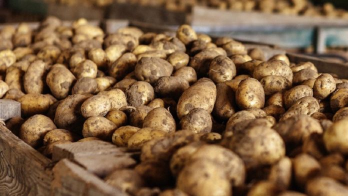 Як правильно підготувати насіннєву картоплю до висаджування