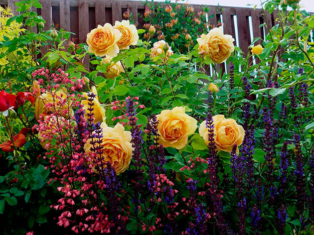 Погані сусіди для троянд: ніколи не садіть їх поряд, щоб не втратити квітку
